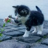 自己一致になる方法を分かりやすく解説！自分に嘘を吐かない生活でハッピーライフを満喫！